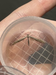 Anstenoptilia