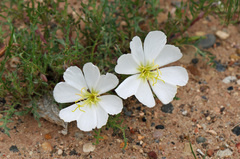 Oenothera pallida