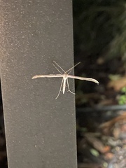 Anstenoptilia