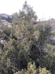 Juniperus californica