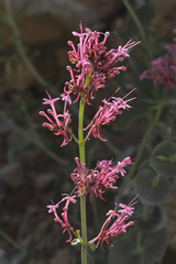 Centranthus longiflorus
