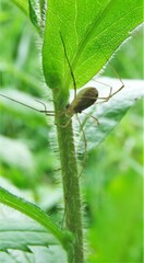 Rilaena triangularis