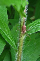 Rilaena triangularis