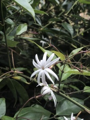 Jasminum multiflorum