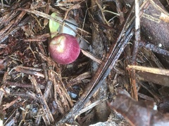 Hexastylis virginica