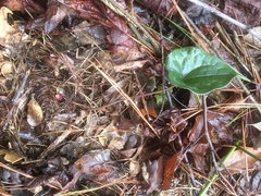 Hexastylis virginica