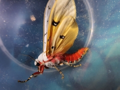 Rhodogastria similis