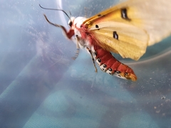 Rhodogastria similis