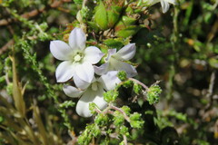 Roella amplexicaulis