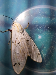 Rhodogastria similis