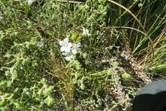 Roella amplexicaulis