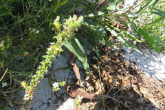 Roella amplexicaulis