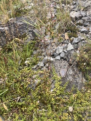 Veronica decora