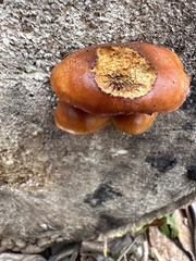 Flammulina
