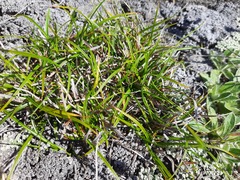 Carex resectans
