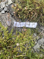 Veronica decora