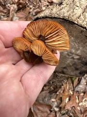 Flammulina