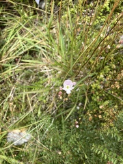Veronica decora