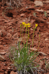 Stenotus armerioides