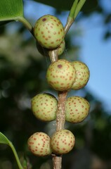 Odontofroggatia galili