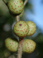 Odontofroggatia galili