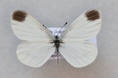 Leptidea juvernica