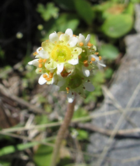 Micranthes integrifolia