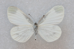 Leptidea juvernica