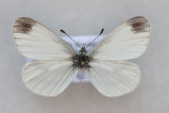 Leptidea juvernica