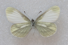 Leptidea juvernica