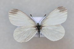 Leptidea juvernica