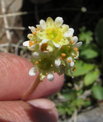Micranthes integrifolia