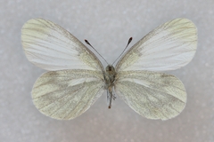 Leptidea juvernica