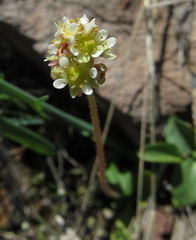 Micranthes integrifolia