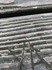 Trombidiformes