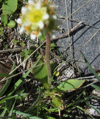 Micranthes integrifolia