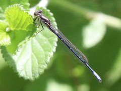 Pseudagrion draconis