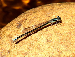 Pseudagrion draconis