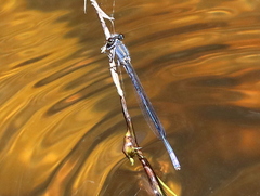 Pseudagrion draconis