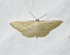 Scopula benitaria
