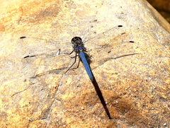 Trithemis furva