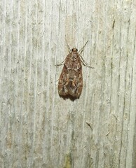 Eudonia submarginalis