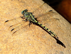 Paragomphus cognatus