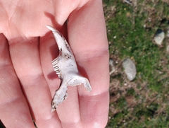 Leporidae
