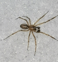 Stemonyphantes lineatus