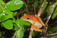 Boana multifasciata