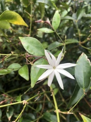 Jasminum multiflorum