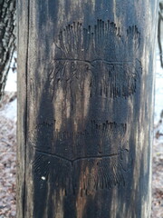 Scolytus