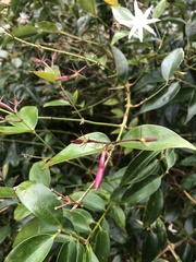Jasminum multiflorum