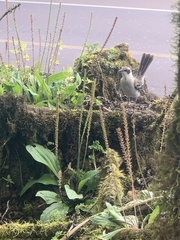 Mimus parvulus parvulus